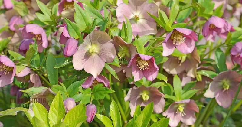Helleborus Orientalis Plantworld Doubles Seeds | Exquisite Gardening Delight for Your Home Garden