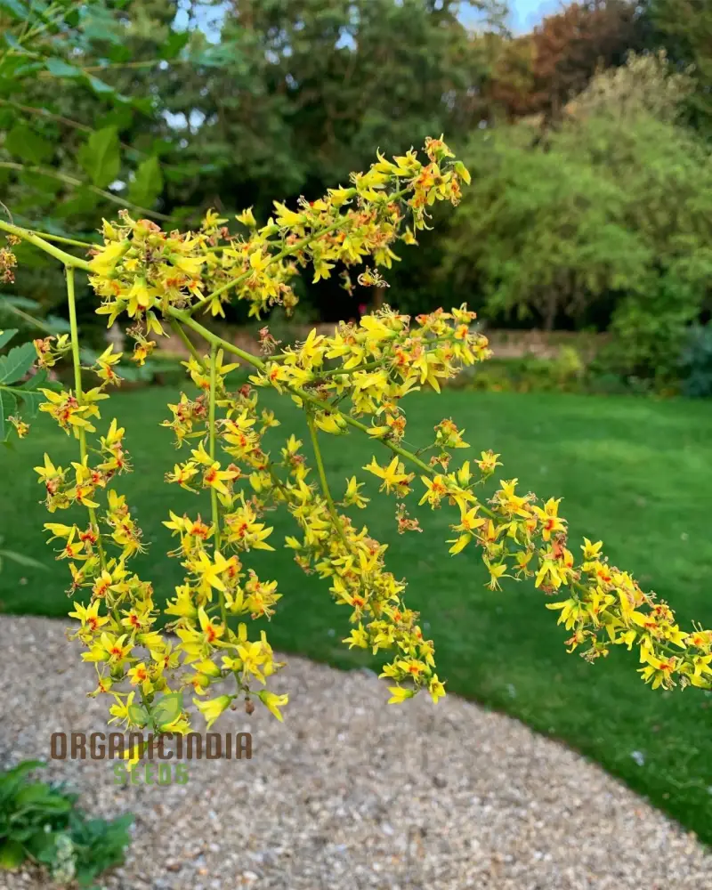 Koelreuteria Paniculata Seeds: Grow Stunning Golden Rain Trees with Ease and Enjoyment!
