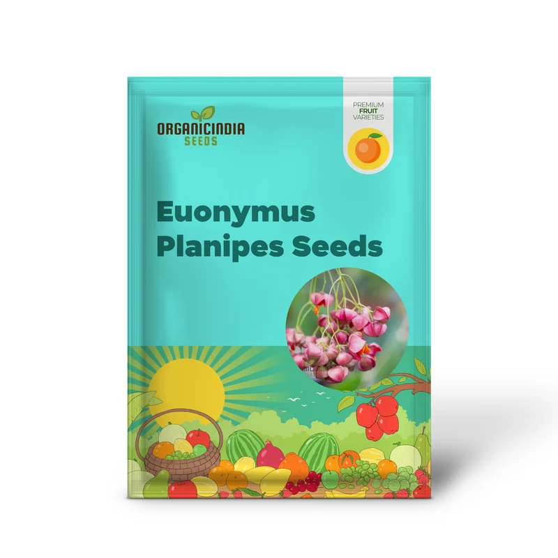 Euonymus Planipes Seeds – Hardy Ornamental Shrub for Landscaping