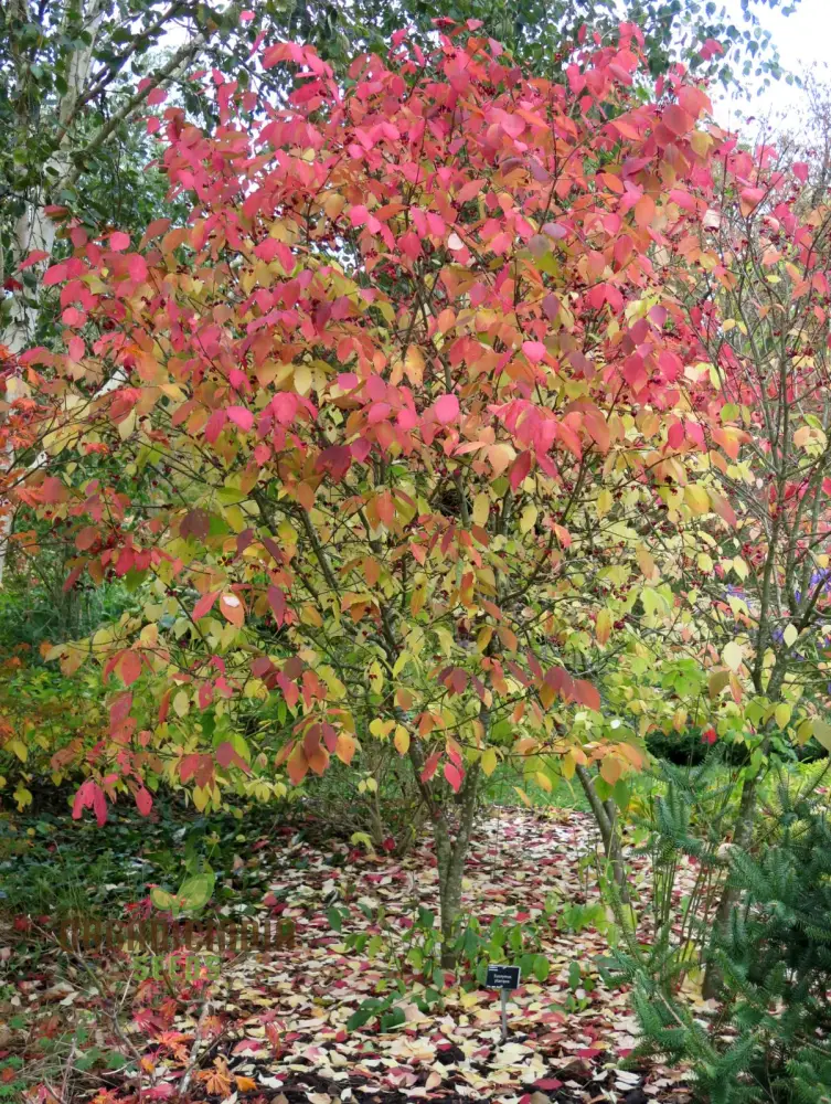 Euonymus Planipes Seeds – Hardy Ornamental Shrub for Landscaping