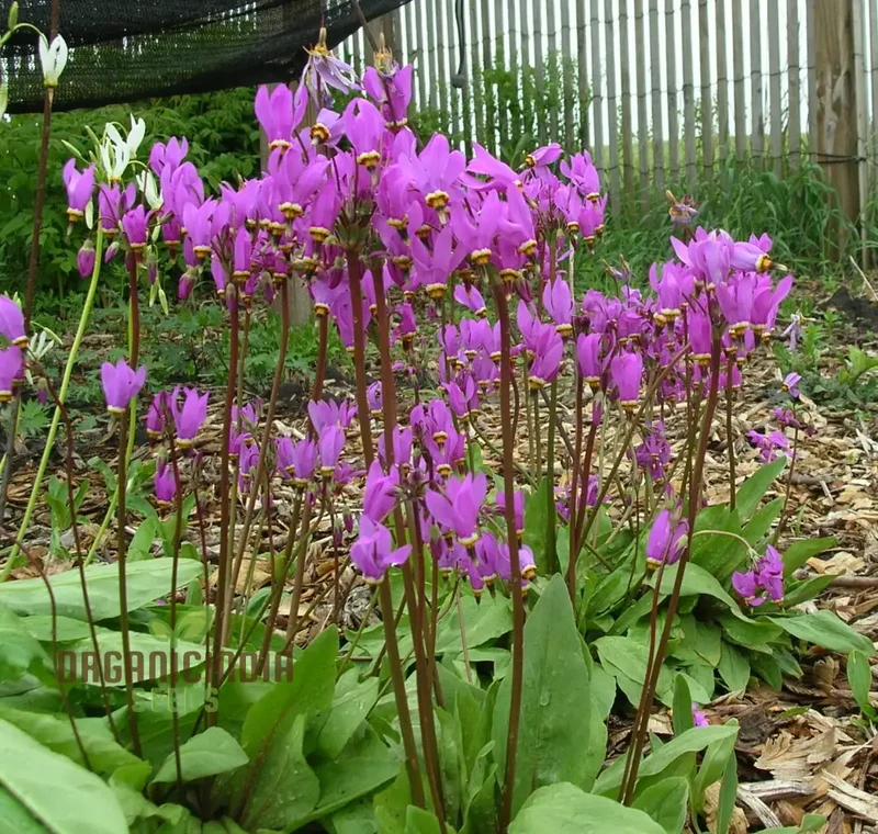 Dodecatheon Frigidum Flower Seeds, Unique and Hardy Blooms to Enrich Your Garden