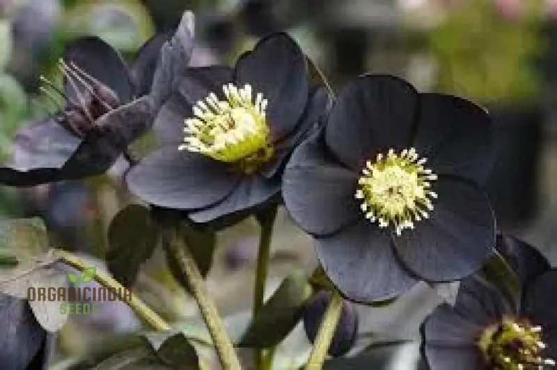 Helleborus Orientalis Seeds: Explore the Beauty of Lenten Roses in Your Garden - Shop Gardening Delights!