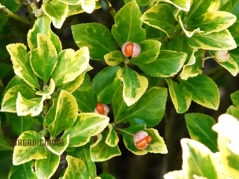 Euonymus Fortuneii 'Emerald 'N' Gold' Seeds - Hardy Planting Perennial with Variegated Foliage for Gardens and Landscapes