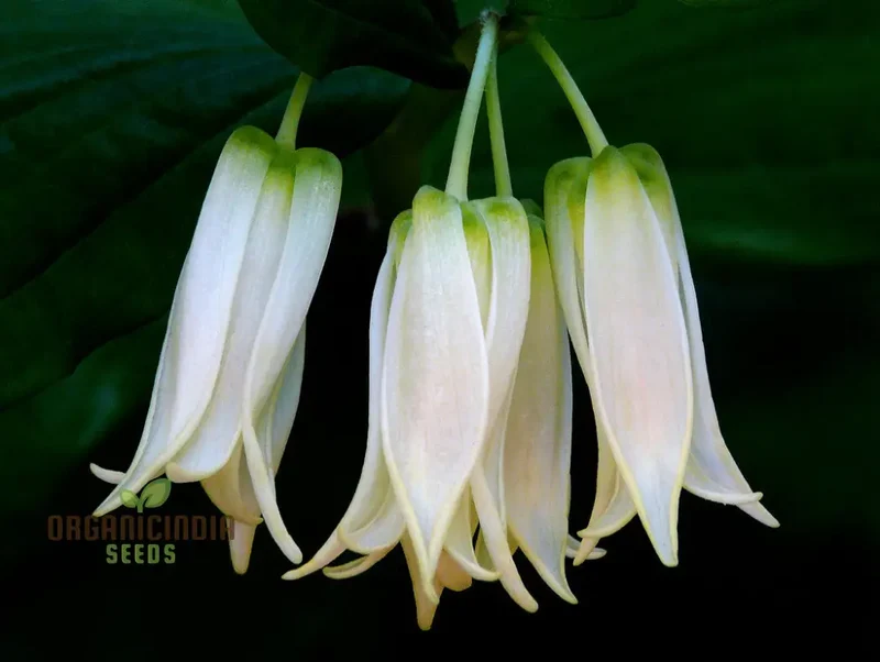 Disporum Smithii Flower Seeds For Planting, Graceful Additions to Your Garden