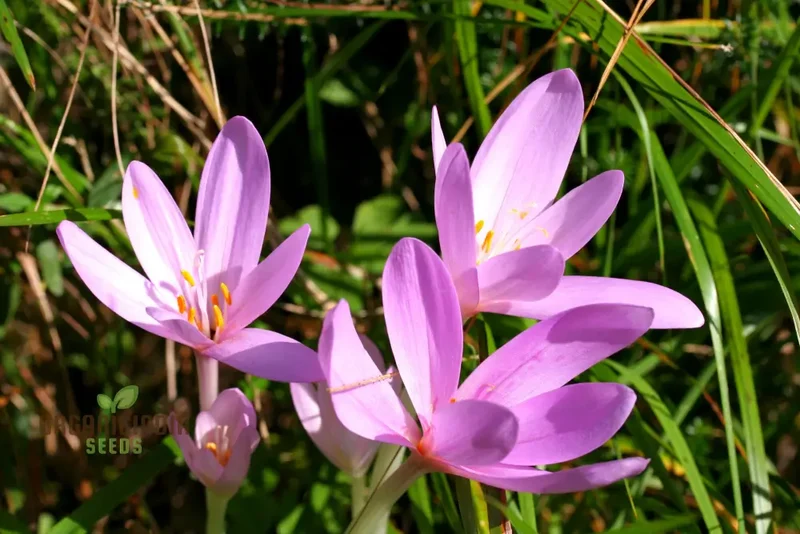 Colchicum Autumnale Flower Seeds for Planting, Premium Quality for Gardening