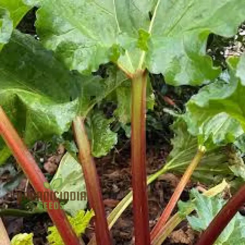 RHUBARB VICTORIA Seeds for Planting Your Garden | Buy Seeds Online