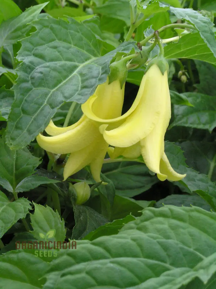 Kirengeshoma Seeds (Kirengeshoma Palmata Seeds) - Exquisite Beauty and Tranquility for Outdoor Spaces