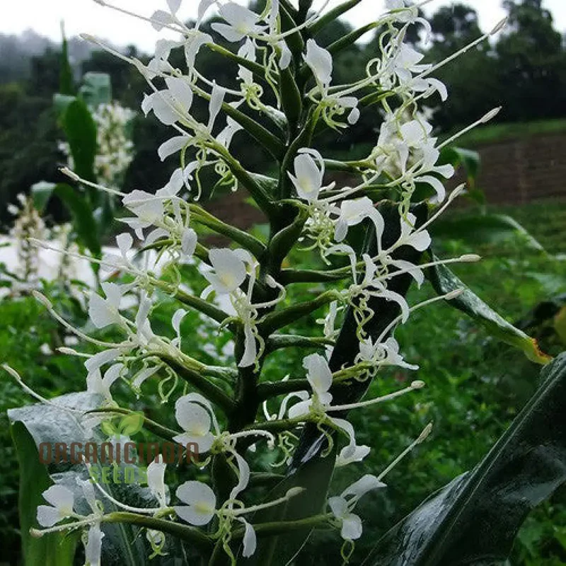 Hedychium Stenopetalum Seeds Exotic Ginger Lily for Vibrant Gardens Rare Seeds with Fragrant Blooms