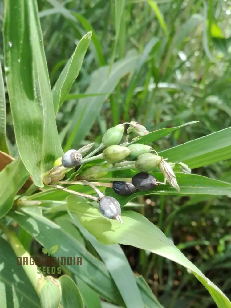 Coix Lacryma-Jobi Seeds for panting, Premium Quality Garden Seeds for Home Gardeners