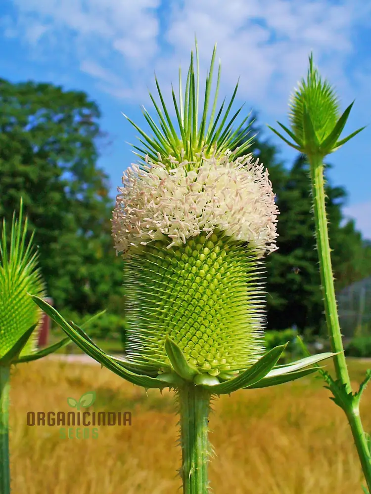 Dipsacus Sativus Flower Seeds For Planting, Cultivating Nature's Architectural Marvel