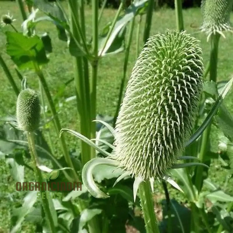 Dipsacus Sativus Flower Seeds For Planting, Cultivating Nature's Architectural Marvel