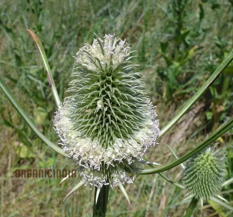 Dipsacus Sativus Flower Seeds For Planting, Cultivating Nature's Architectural Marvel