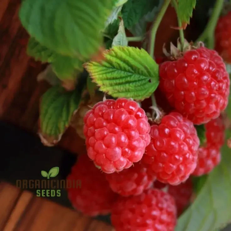 RASPBERRY 'RUBY RED' Seeds for Your Garden - Buy Organic Seeds Online
