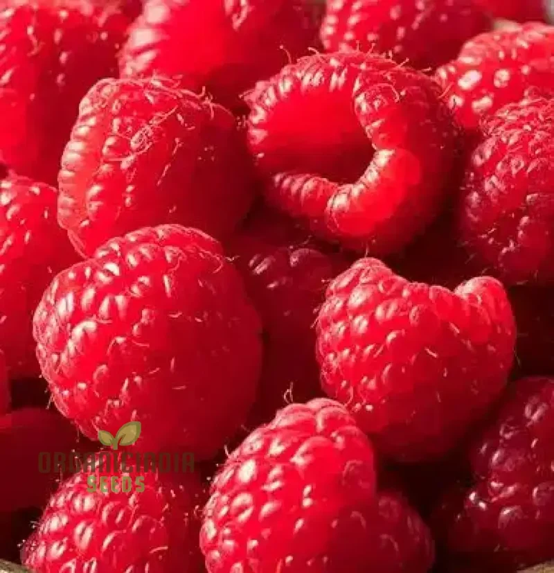 RASPBERRY 'RUBY RED' Seeds for Your Garden - Buy Organic Seeds Online