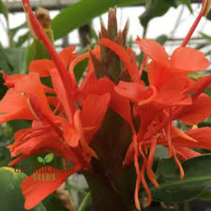 Hedychium Rubrum Seeds Exotic Red Ginger Lily for Your Garden Premium Quality and Easy to Grow