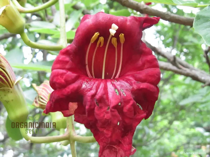 Kigelia Africana Seeds â€“ Enhance Your Gardening Experience with Exotic Seeds for Unique and Ornamental Growth!