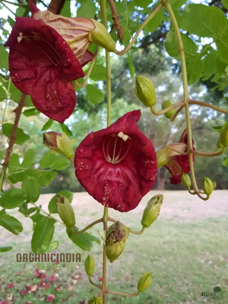 Kigelia Africana Seeds â€“ Enhance Your Gardening Experience with Exotic Seeds for Unique and Ornamental Growth!