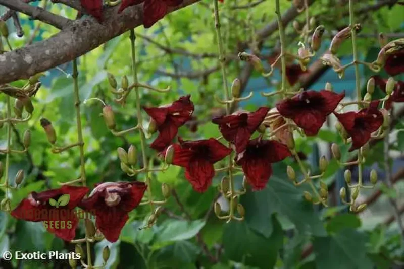 Kigelia Africana Seeds â€“ Enhance Your Gardening Experience with Exotic Seeds for Unique and Ornamental Growth!