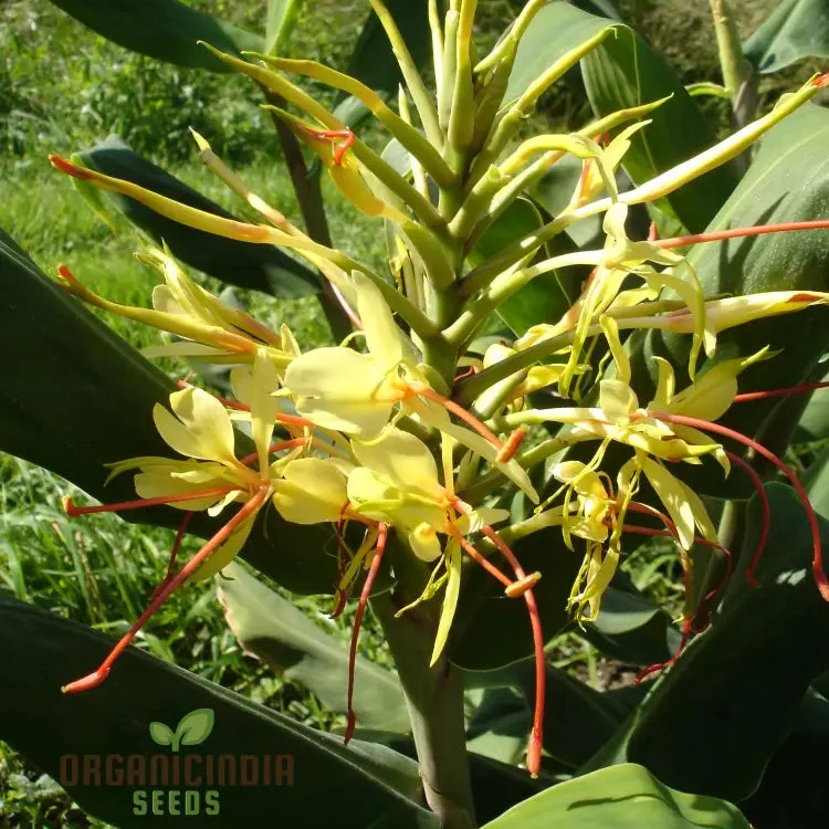 Hedychium Gardnerianum Seeds, Exotic Ginger Lily for Your Garden Fragrant Blooms, Easy Care