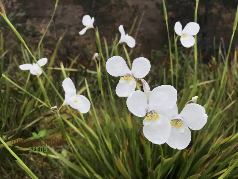Diplarrhena Moraea Flower Seeds For Planting Cultivating Exquisite Blooms in Your Garden