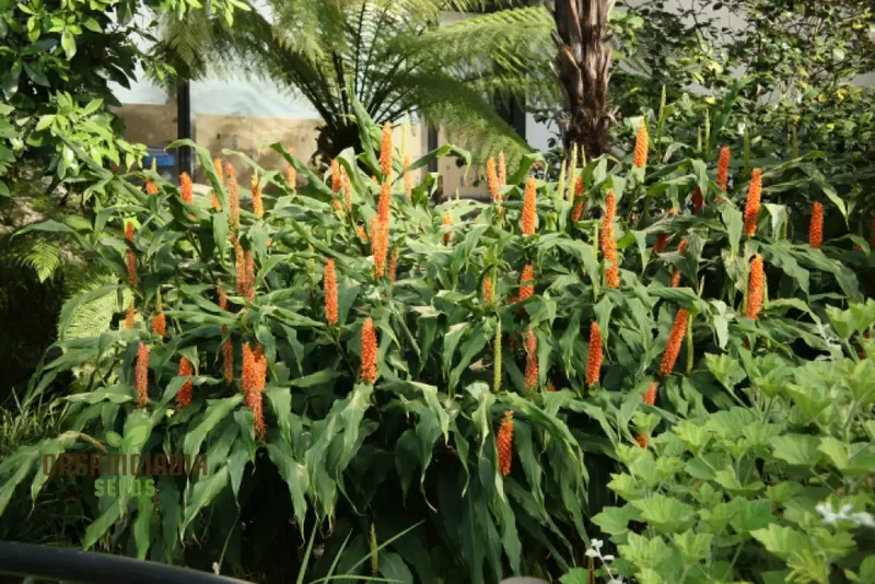 Hedychium Densiflorum 'Assam Orange' Seeds Exotic Assam Orange Ginger Lily Seeds for Vibrant Garden Blooms and Aromatic Delight