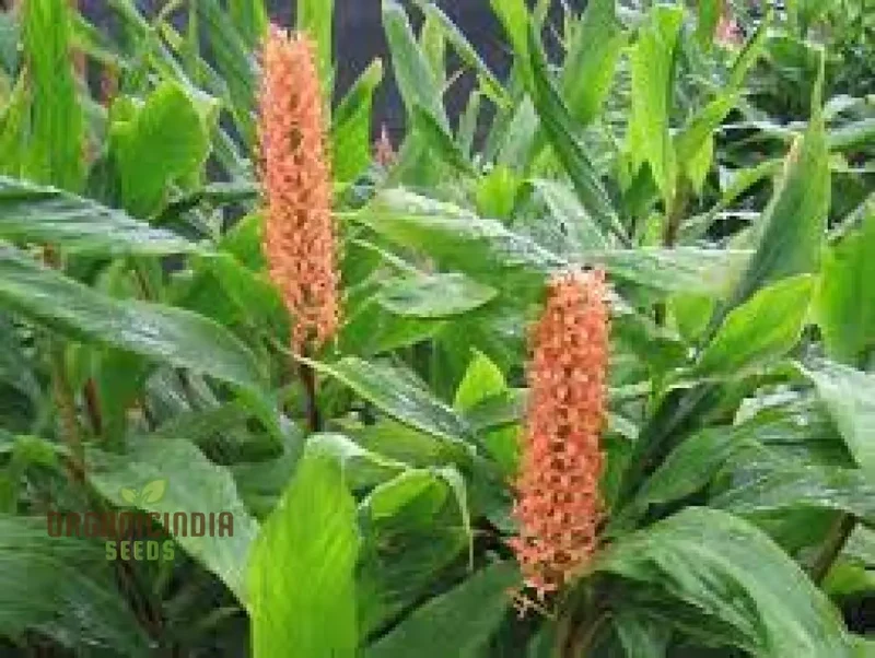Hedychium Densiflorum 'Assam Orange' Seeds Exotic Assam Orange Ginger Lily Seeds for Vibrant Garden Blooms and Aromatic Delight