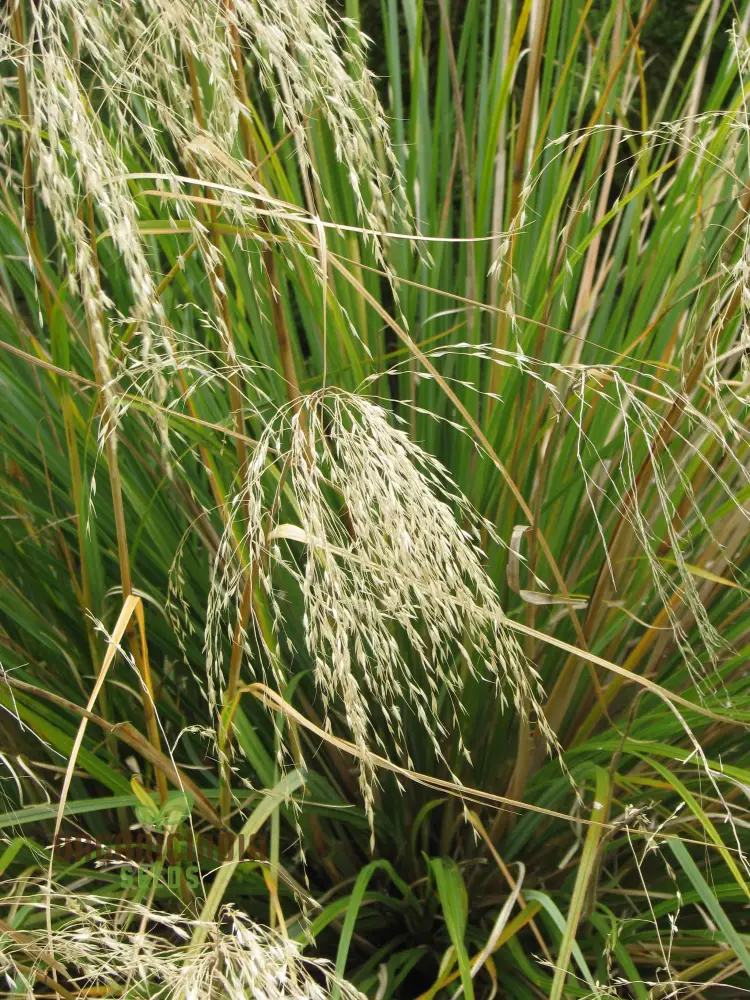 Chionochloa Conspicua Seeds for Planting, Hardy Grass Variety for Gardeners , Premium Seeds