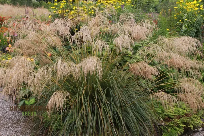 Chionochloa Conspicua Seeds for Planting, Hardy Grass Variety for Gardeners , Premium Seeds