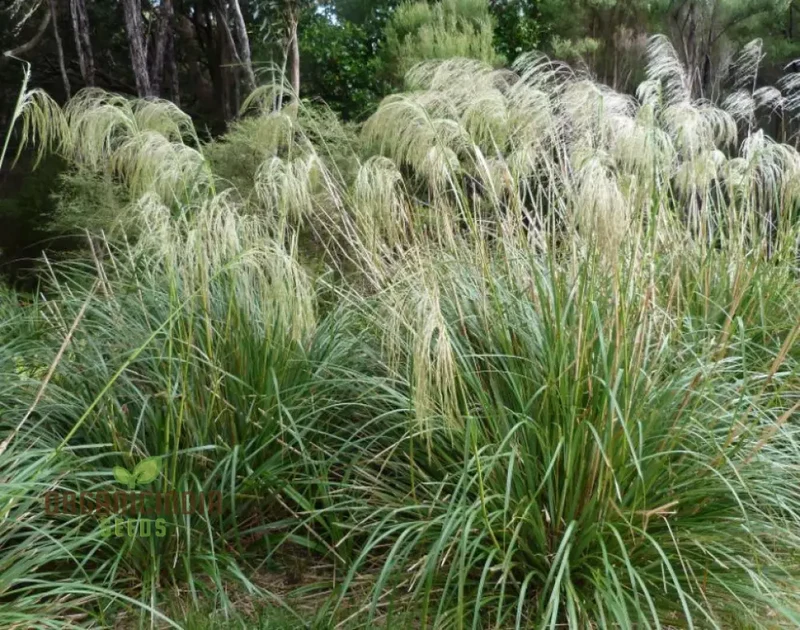 Chionochloa Conspicua Seeds for Planting, Hardy Grass Variety for Gardeners , Premium Seeds