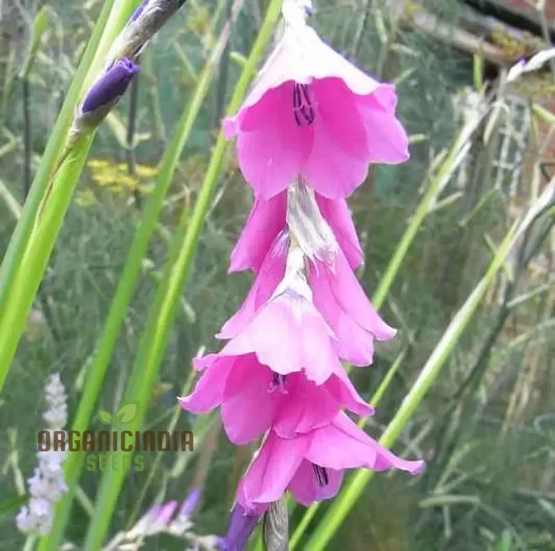 Dictamnus Albus var. Caucasicus Flower Seeds For Planting, Enhance Your Garden with Unique and Hardy Blooms