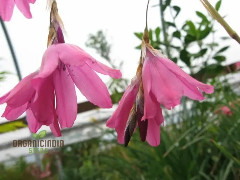 Dictamnus Albus var. Caucasicus Flower Seeds For Planting, Enhance Your Garden with Unique and Hardy Blooms