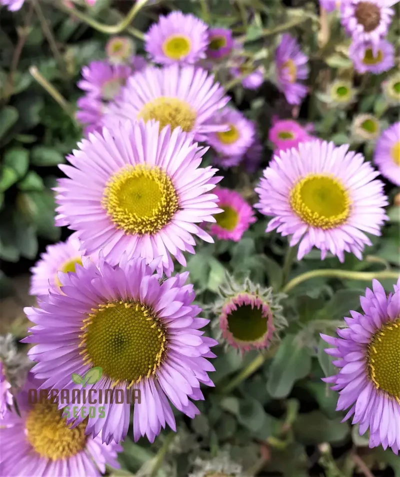 Erigeron Seeds (Erigeron Glaucus Seeds) - Coastal Daisy Blooms for Native Wildflower Gardens