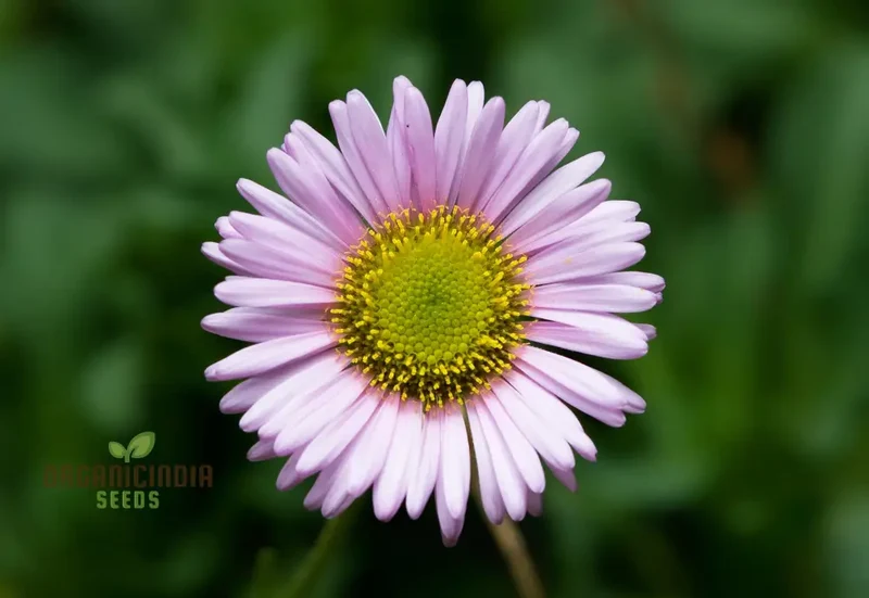 Erigeron Seeds (Erigeron Glaucus Seeds) - Coastal Daisy Blooms for Native Wildflower Gardens