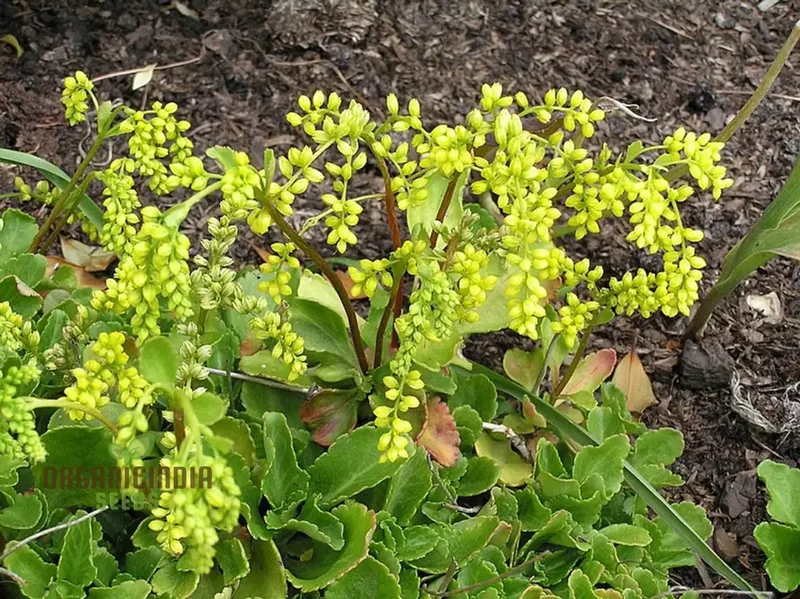 Chiastophyllum Oppositifolium Seeds for Planting, Rare and Exquisite Addition for Your Garden