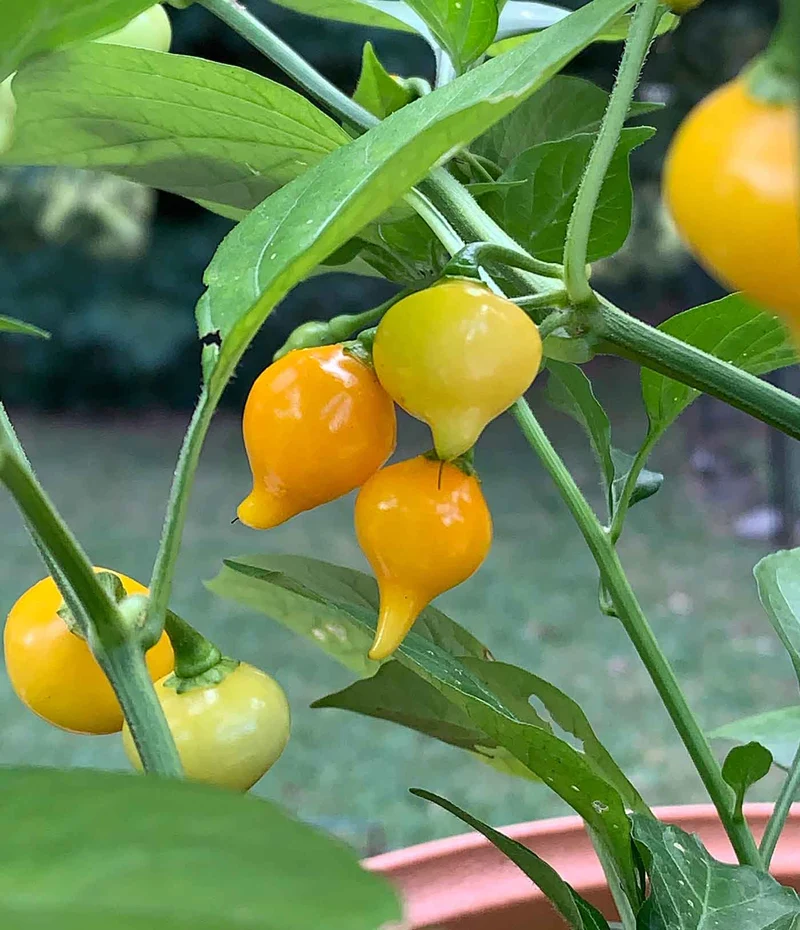 PEPPER BUTTON YELLOW Seeds for Your Gardening Success