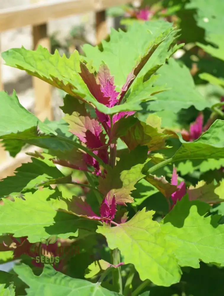 Chenopodium Giganteum Purpureum Seeds for Planting, Rare Purple-Leafed Variety for Garden