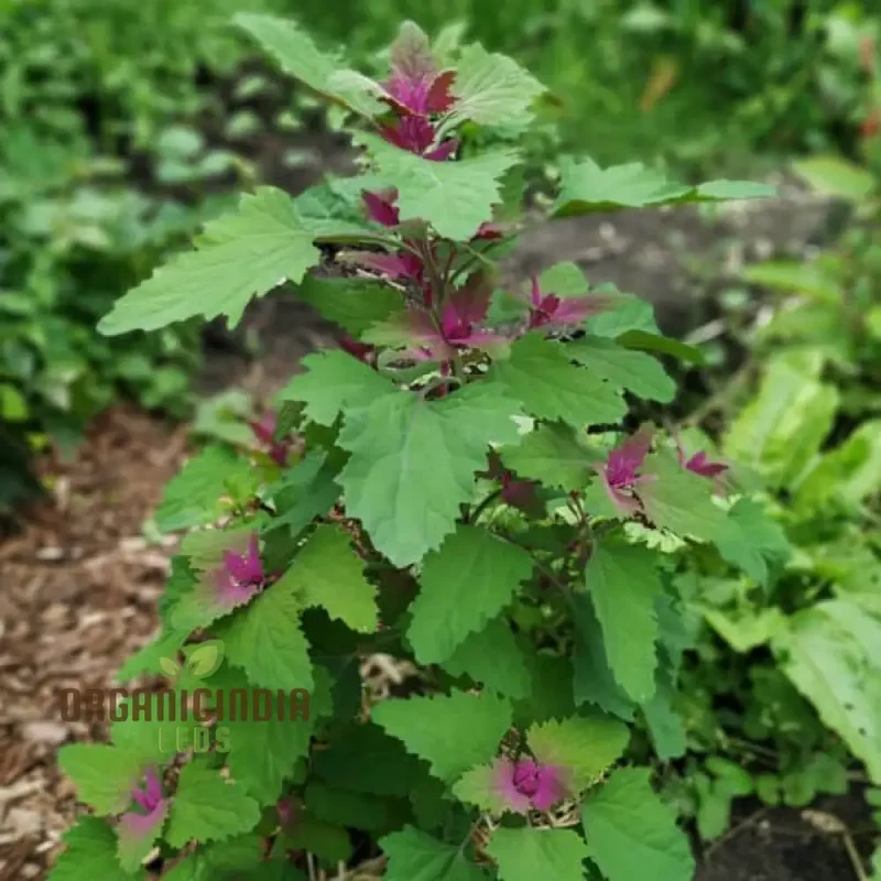 Chenopodium Giganteum Purpureum Seeds for Planting, Rare Purple-Leafed Variety for Garden