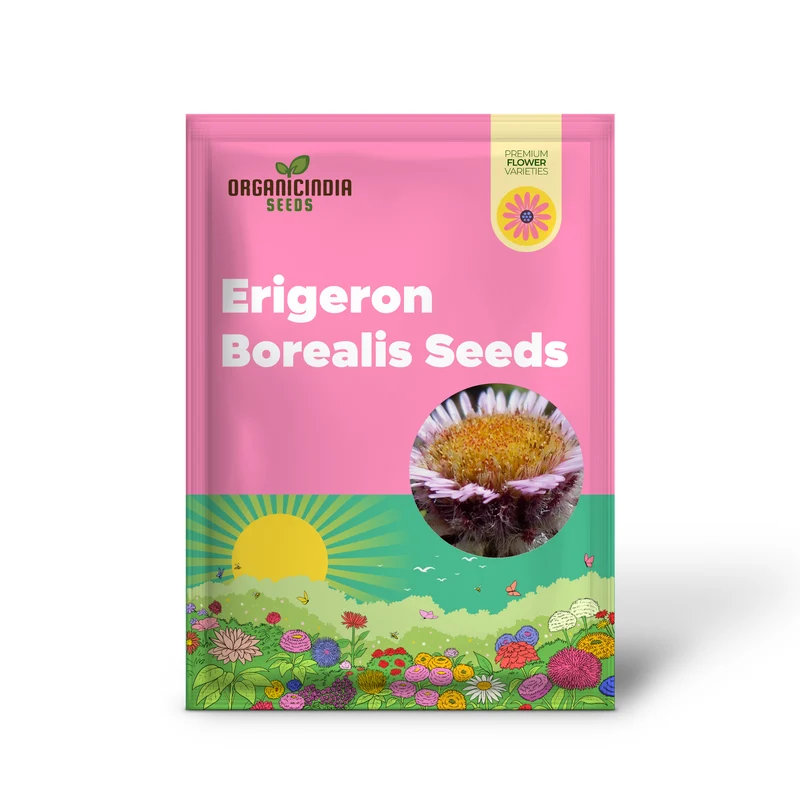 Erigeron Borealis Seeds For Planting - Native North American Wildflower Seeds for Gardening Enthusiasts