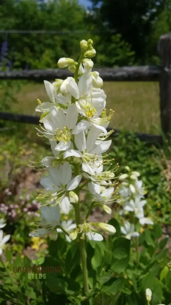 Dictamnus Albus Albiflorus Flower Seeds For Planting, Cultivate Beauty in Your Garden
