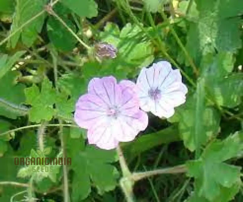 Geranium Albanum Seeds - Perfect for Gardening Enthusiasts | Beautiful Blooms for Your Garden Oasis