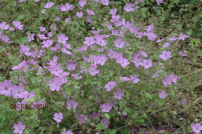 Geranium Albanum Seeds - Perfect for Gardening Enthusiasts | Beautiful Blooms for Your Garden Oasis