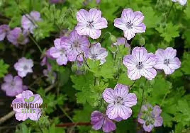 Geranium Albanum Seeds - Perfect for Gardening Enthusiasts | Beautiful Blooms for Your Garden Oasis