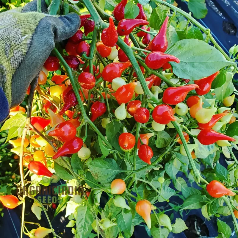 PEPPER BUTTON RED Seeds for Planting, Your Gardening Needs