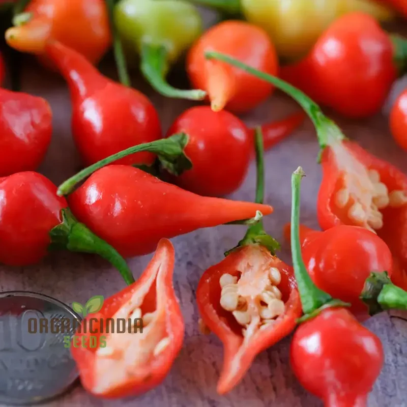 PEPPER BUTTON RED Seeds for Planting, Your Gardening Needs