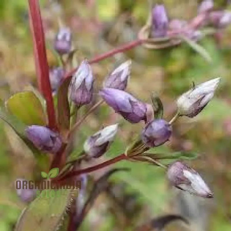 Gentianella Species Seeds for Planting