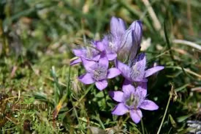 Gentianella Species Seeds for Planting