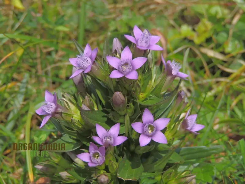 Gentianella Species Seeds for Planting