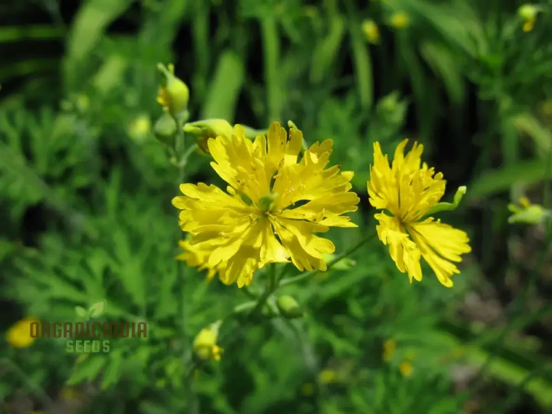 Apollo Chelidonium Majus 'Laciniatum' Flower Seeds for Planting, Premium Variety for Garden
