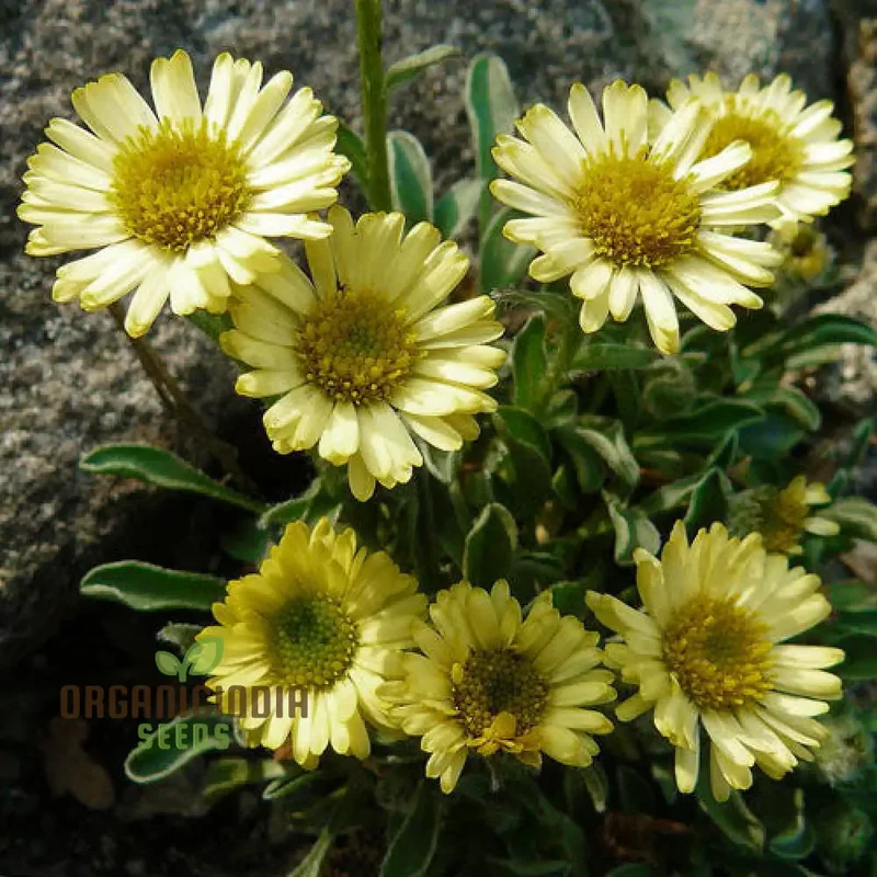 ERIGERON AUREUS Seeds For Planting - Native American Wildflower Seeds for Gardening Enthusiasts