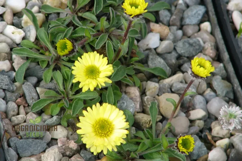 ERIGERON AUREUS Seeds For Planting - Native American Wildflower Seeds for Gardening Enthusiasts